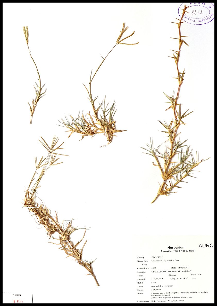 Dry herbarium images